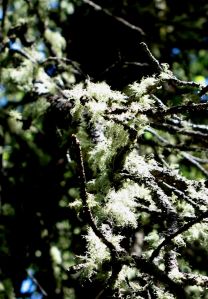 Pale green tufts of Usnea are common in Colorado forests. Photo from Echo Lake Park. 
