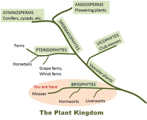 plantkingdom